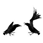 Fighting Crows